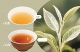 白茶风味因子的形成过程是什么