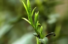 竹叶青茶树