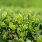 都匀毛尖茶