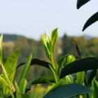 綦江大叶茶
