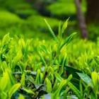 峨眉枇杷茶