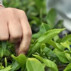 古蔺牛皮茶