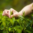 崇庆枇杷茶