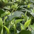 瑶山种