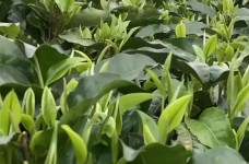 什么是婺源茗眉