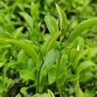 大瑶茶