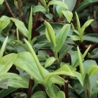 牙己茶