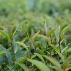 六堡茶树