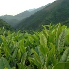 开山白毛茶