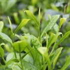 资源大叶茶