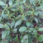 六垌大叶茶