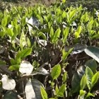 凌云白毛茶