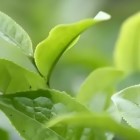 清桂大叶
