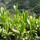 乐昌白毛茶