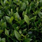 茗丰