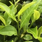 碧香早