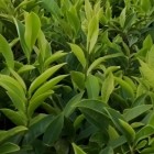 涟茶10号