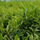 涟茶2号