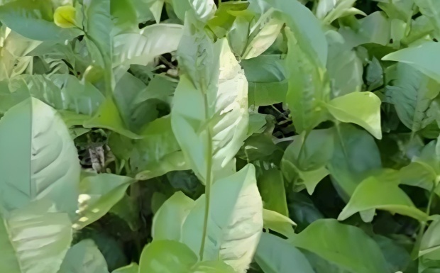 江华苦茶.jpg 江华苦茶.jpg