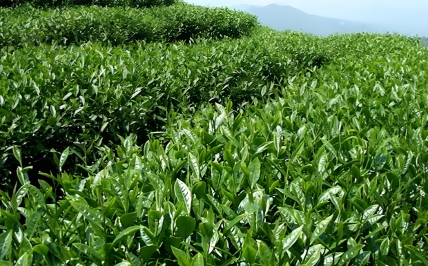 鄂茶1号.jpg 鄂茶1号.jpg