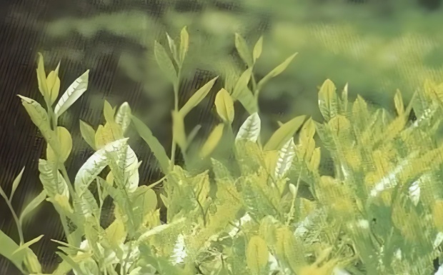 鄂茶4号.jpg 鄂茶4号.jpg