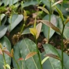 醴陵大叶枇杷茶
