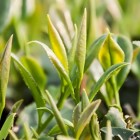 汝城白毛茶