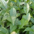 江华甜茶