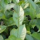 江华苦茶