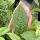 城步峒茶