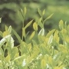 鄂茶4号