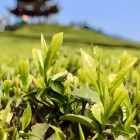 宣恩苔子茶