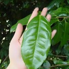 兴山大叶茶