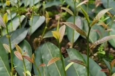 醴陵大叶枇杷茶