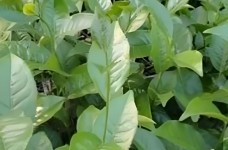 江华苦茶