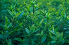 鄂茶3号