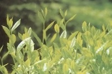 鄂茶4号