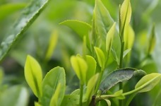 巴东大叶茶