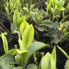 恩施大叶茶