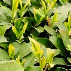 五峰大叶茶