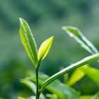 上饶大面白