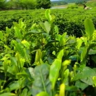 漱口茶