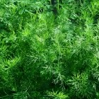 茴香茶