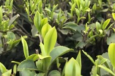 恩施大叶茶