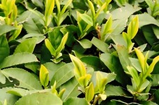 五峰大叶茶