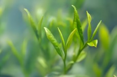 豫绿茶
