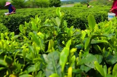 漱口茶
