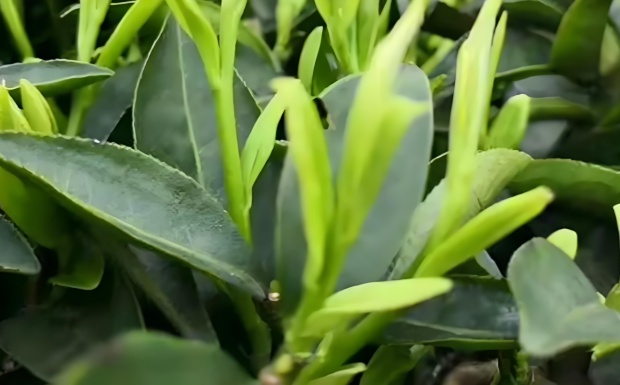 狗牯脑茶