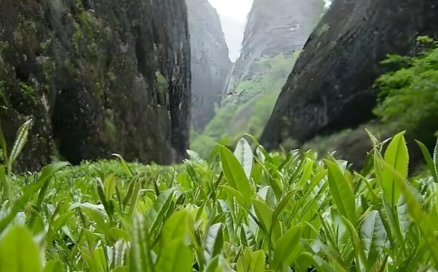 水金龟.jpg 水金龟.jpg