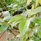 宁州种
